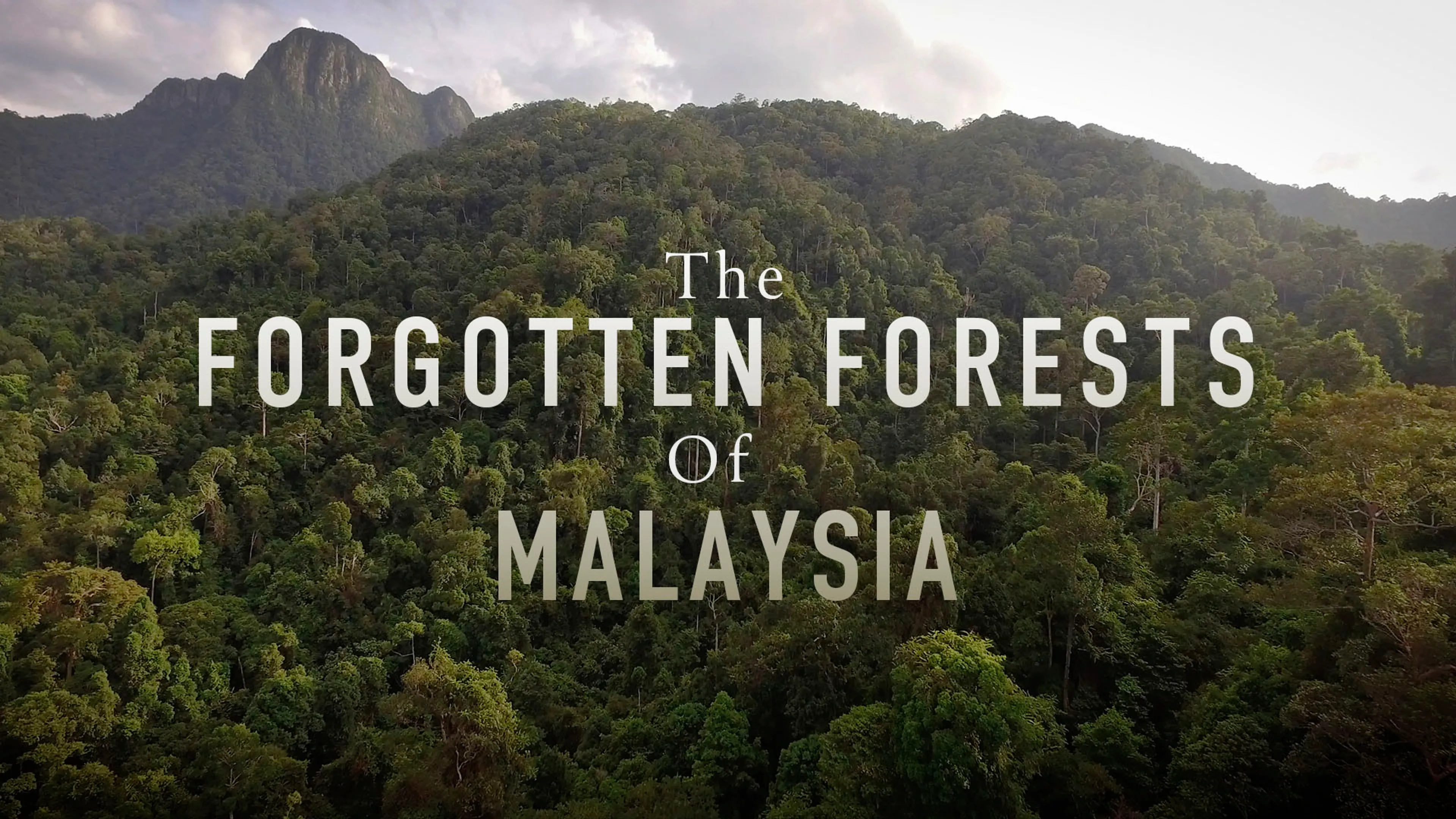 The Forgotten Forests of Malaysia poster